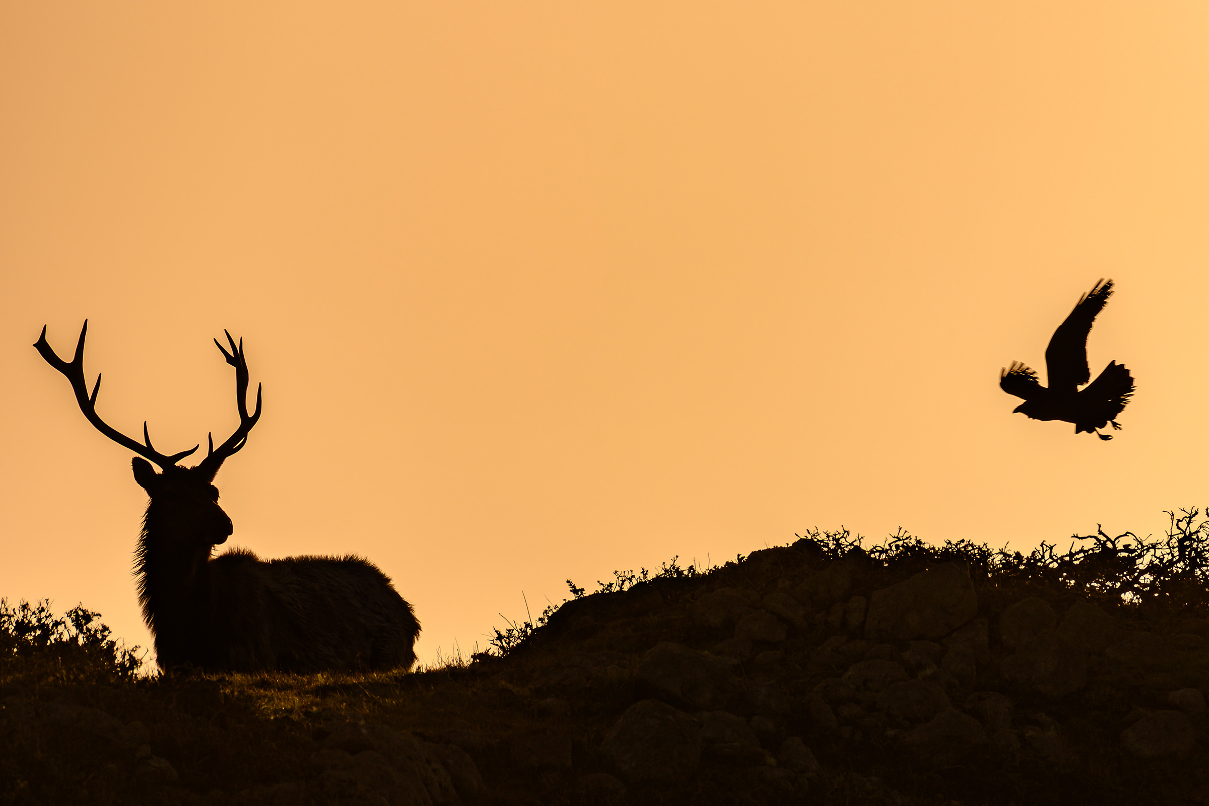At First Light