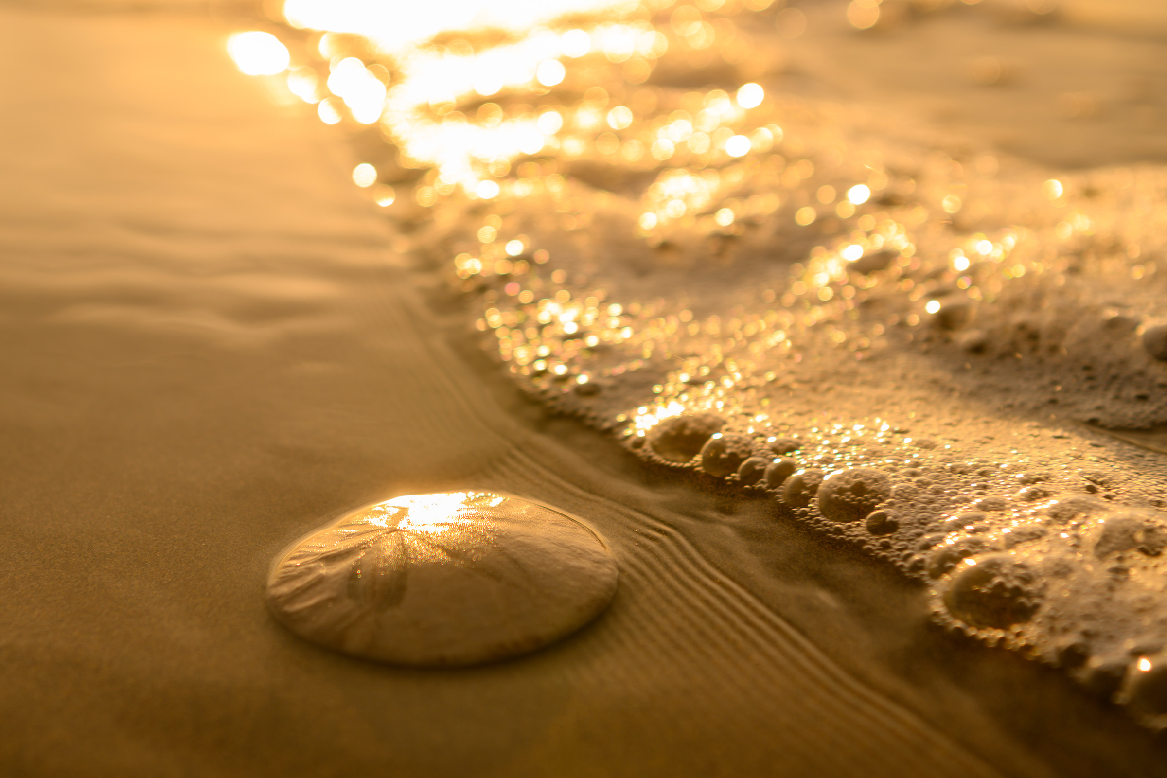 Treasure at the Water’s Edge
