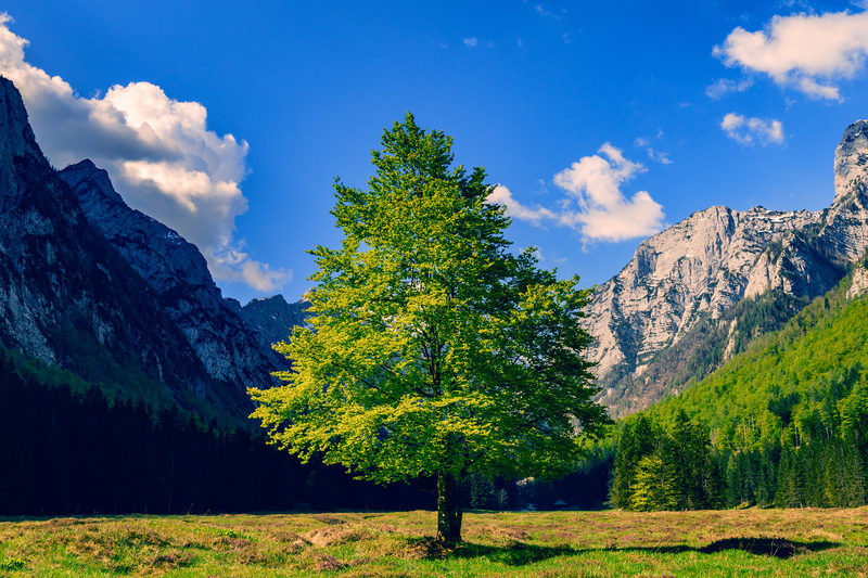 Alone in the Valley