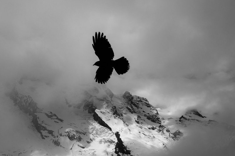 Alpine Chough