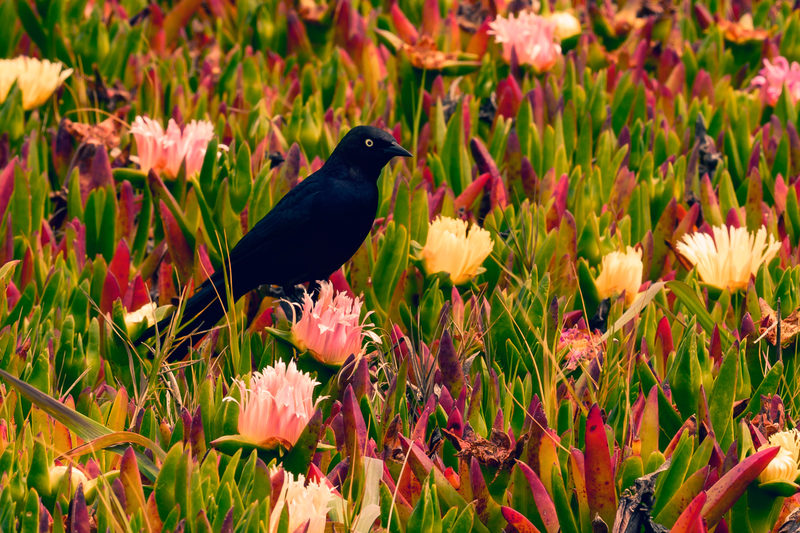 Black Bird