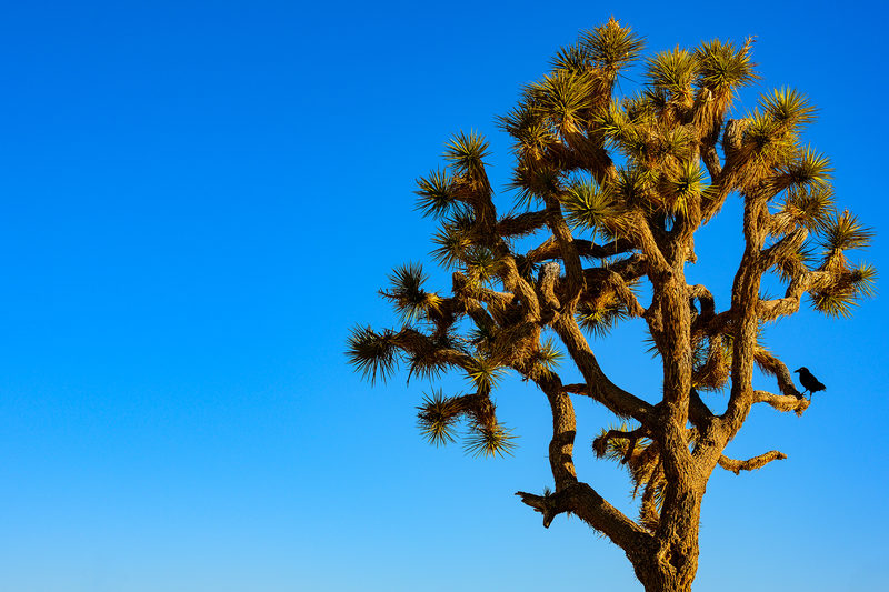 Desert Sentinel