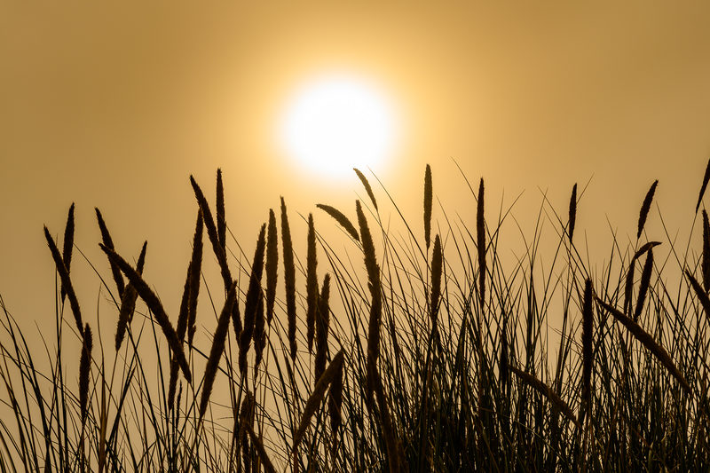 Golden Hour