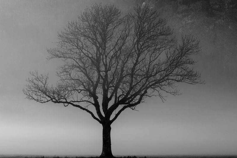Tree in the Mist